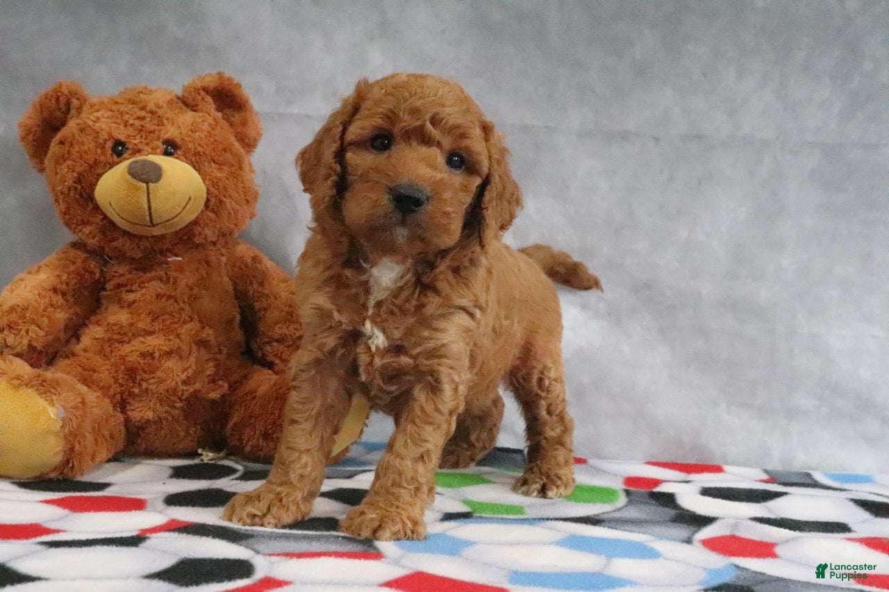 Mini Goldendoodle dogs Carla - Ad 1