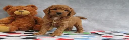 Mini Goldendoodle dogs for sale: Carla - Ad 1