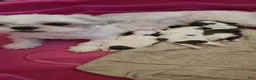 Shih Tzu dogs for sale: Shih Tzu 3 - Ad 2