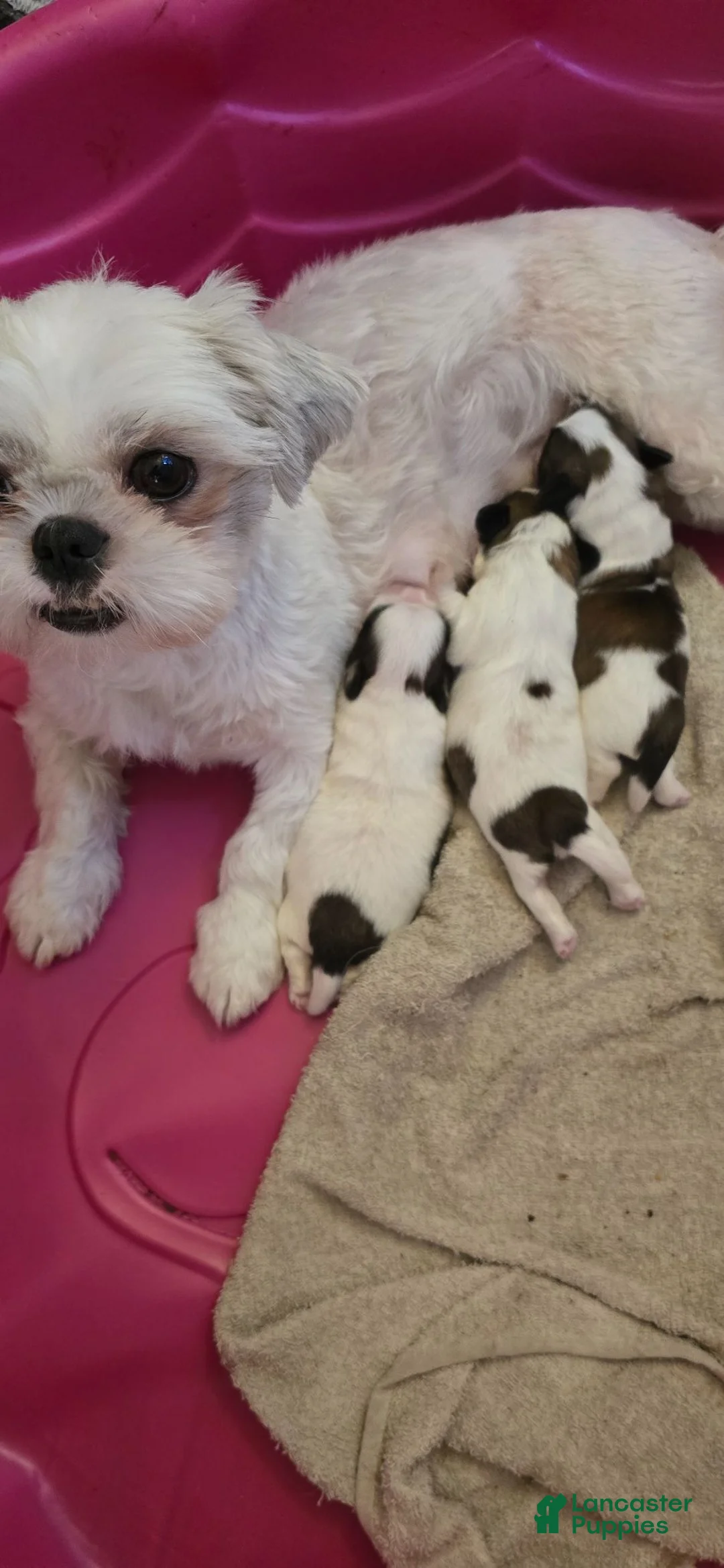 Shih Tzu dogs for sale: Shih Tzu 3 - Ad 2