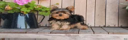 Yorkshire Terrier dogs for sale: Spunky - Ad 7
