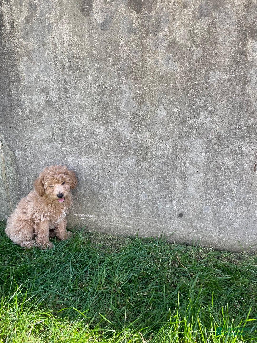 Bichpoo dogs for sale: Bichpoo Puppy 2 - Ad 2