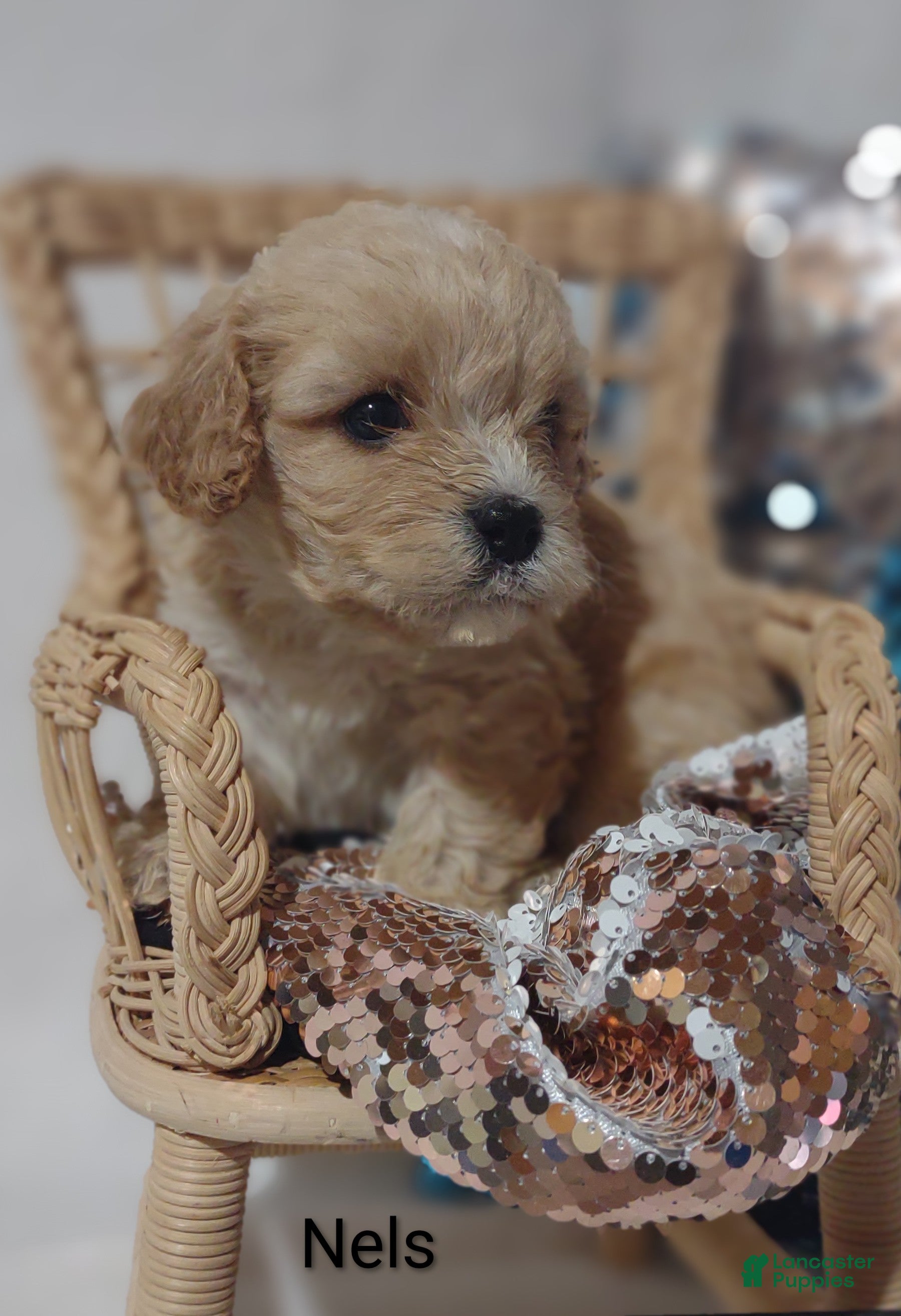 Cavachon dogs Cavachon Puppy 3 Nels  - Ad 1