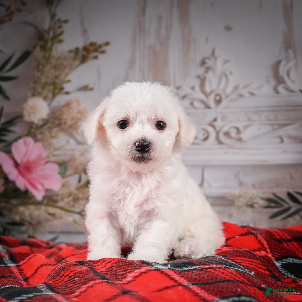 Bichon Frise dogs AKC-Misty - Ad 1
