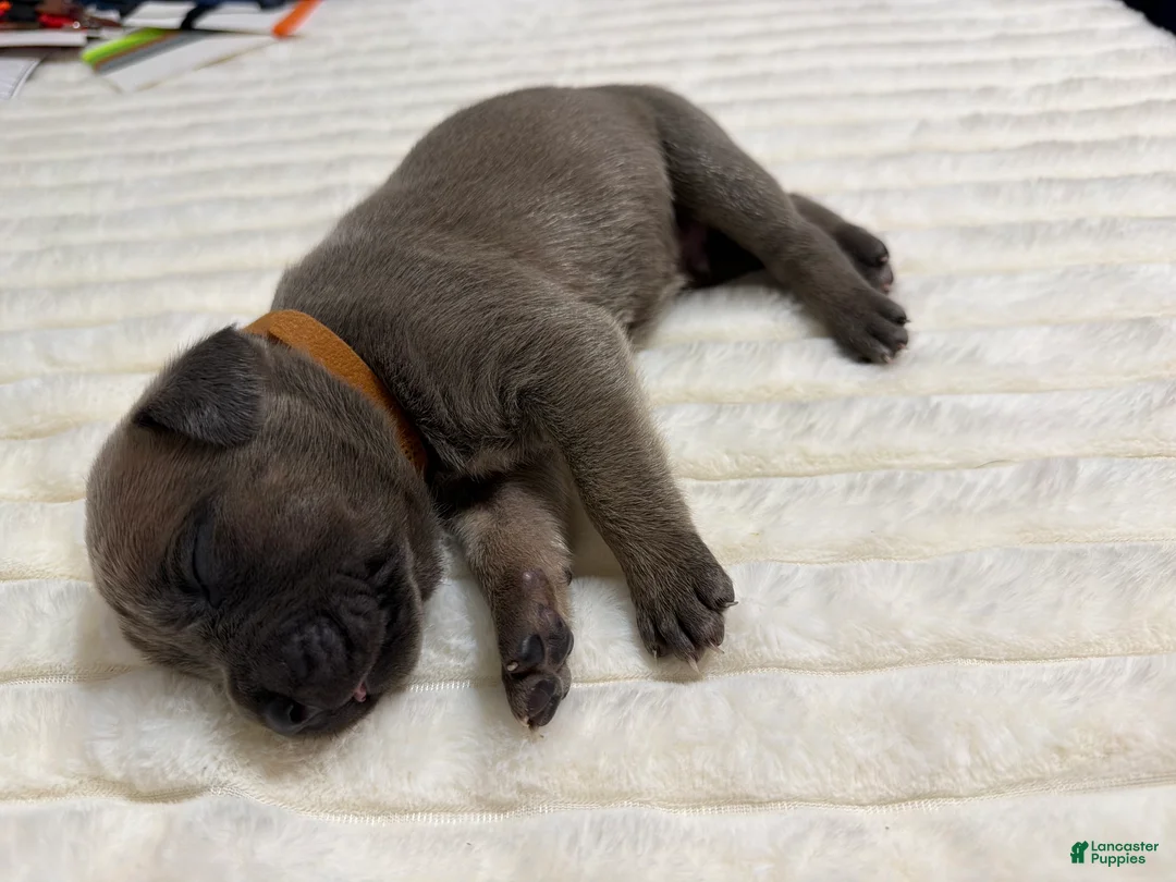 Cane Corso dogs for sale: yogi- brown collar  - Ad 2