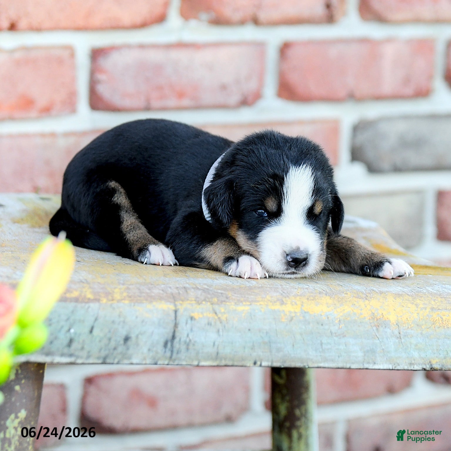 Greater Swiss Mountain Dog dogs Johanna - Ad 1