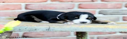 Greater Swiss Mountain Dog dogs for sale: Johanna - Ad 1
