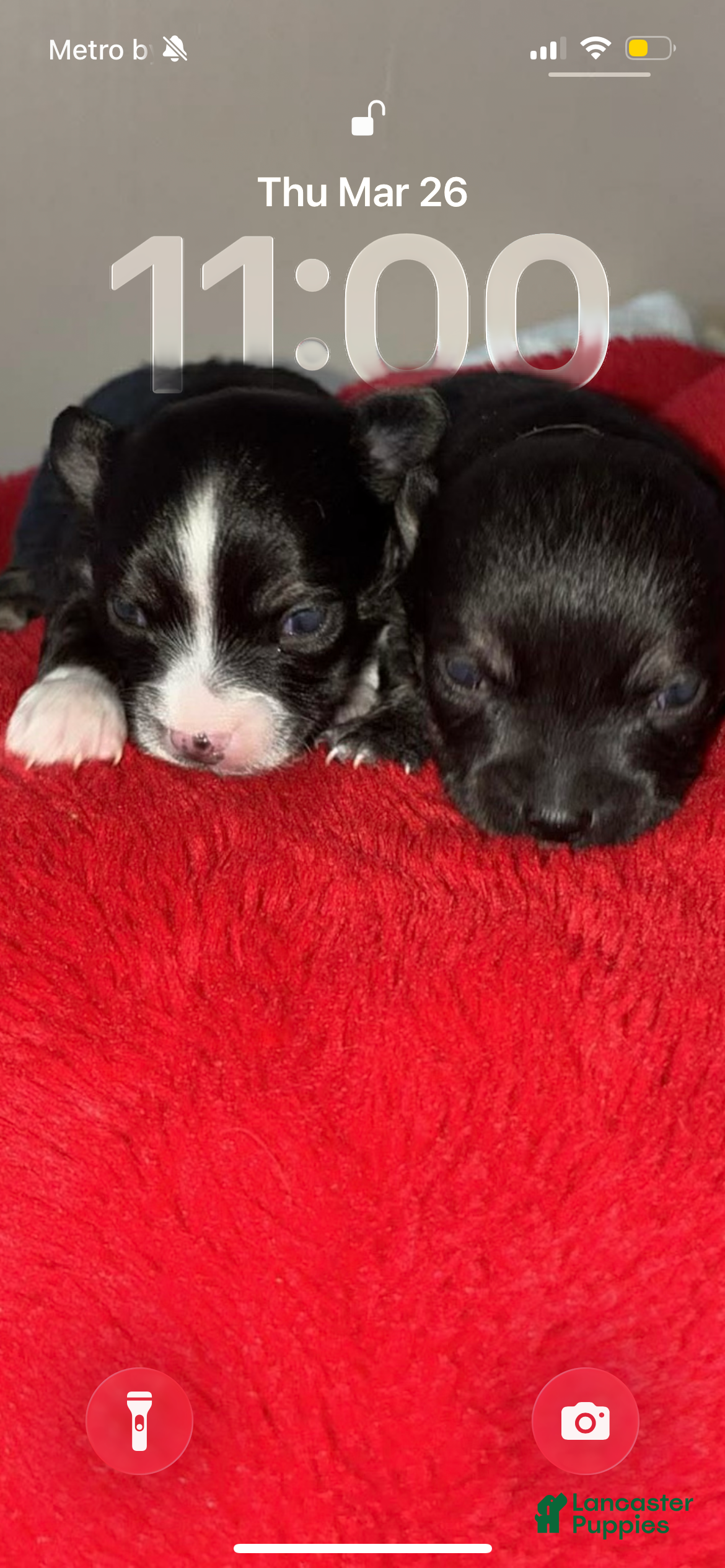 Chihuahua dogs Chihuahua Puppy 2 - Ad 16