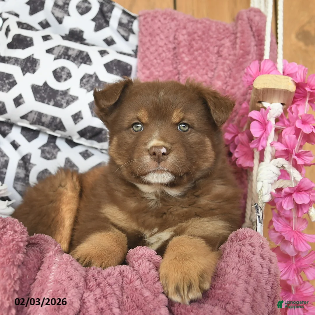 Australian Shepherd dogs for sale: Miracle  - Ad 4