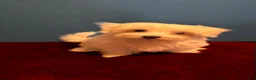 Maltese dogs for sale: Maltese 1 male  - Ad 2
