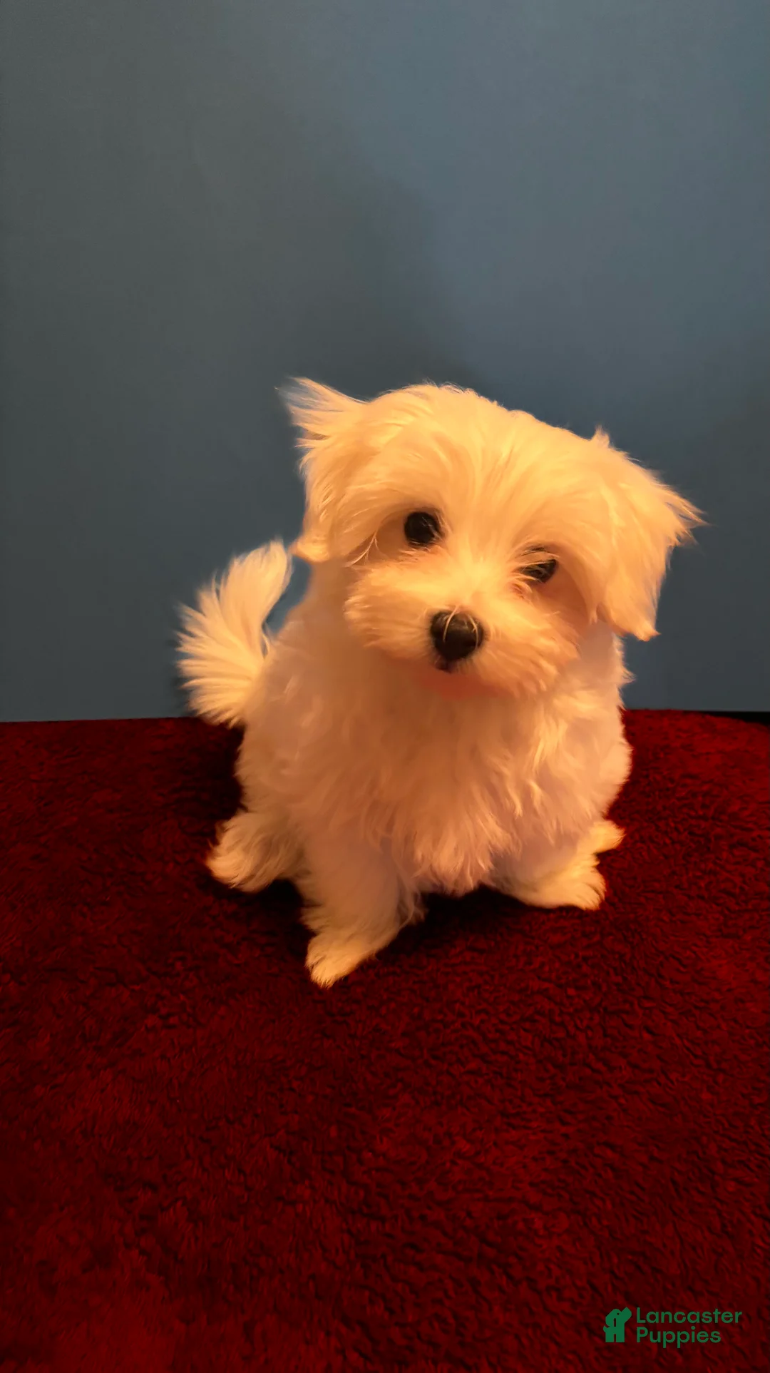 Maltese dogs for sale: Maltese 1 male  - Ad 2