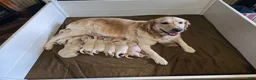 Golden Retriever dogs for sale: Orange Collar Male - Ad 5