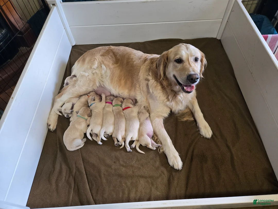 Golden Retriever dogs for sale: Orange Collar Male - Ad 5