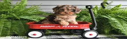 Cavapoo dogs for sale: Violet - Ad 1