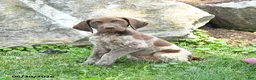 German Shorthaired Pointer dogs for sale: Rifle - Ad 2