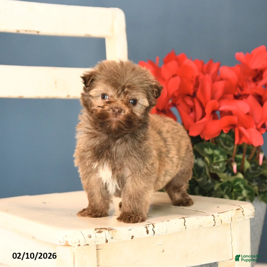 Havanese dogs for sale: Peanut  - Ad 4