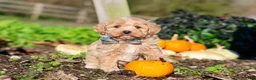 Maltipoo dogs for sale: Weston - Ad 7