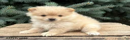 Pomeranian dogs for sale: Milo - Ad 1