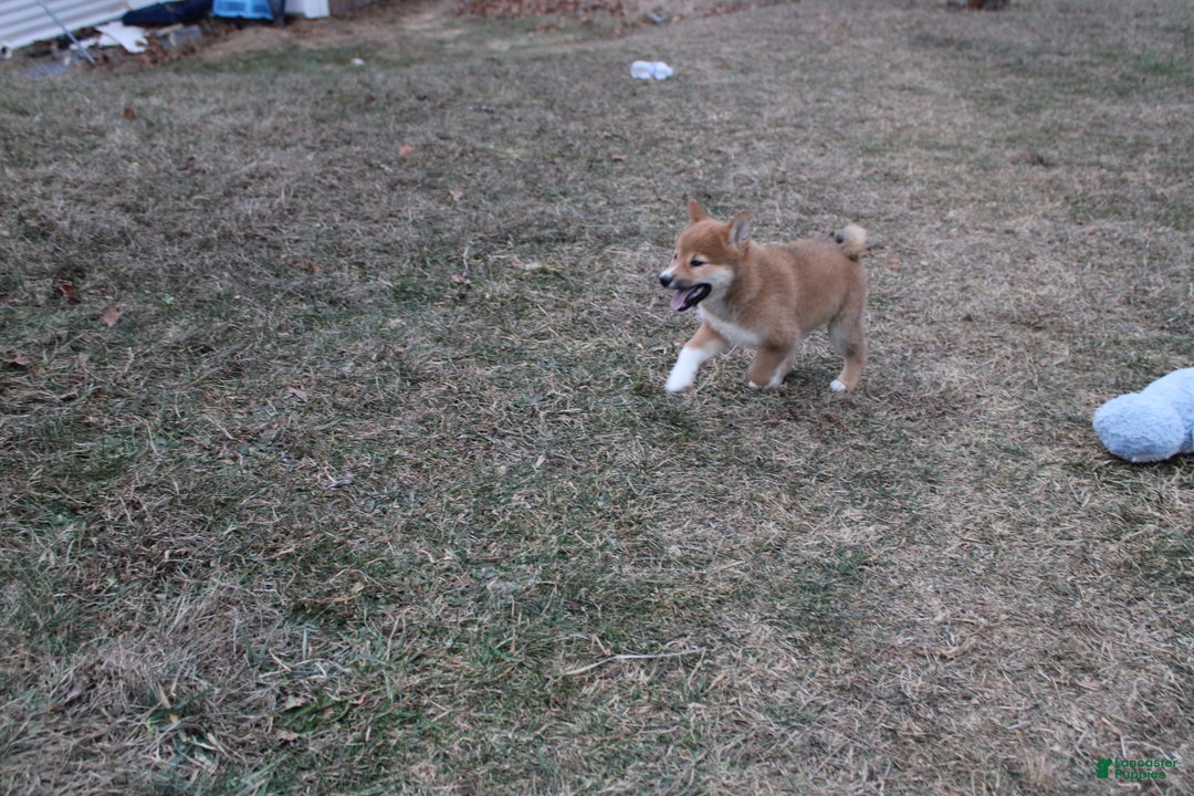 Shiba Inu dogs for sale: Wreath - Ad 2