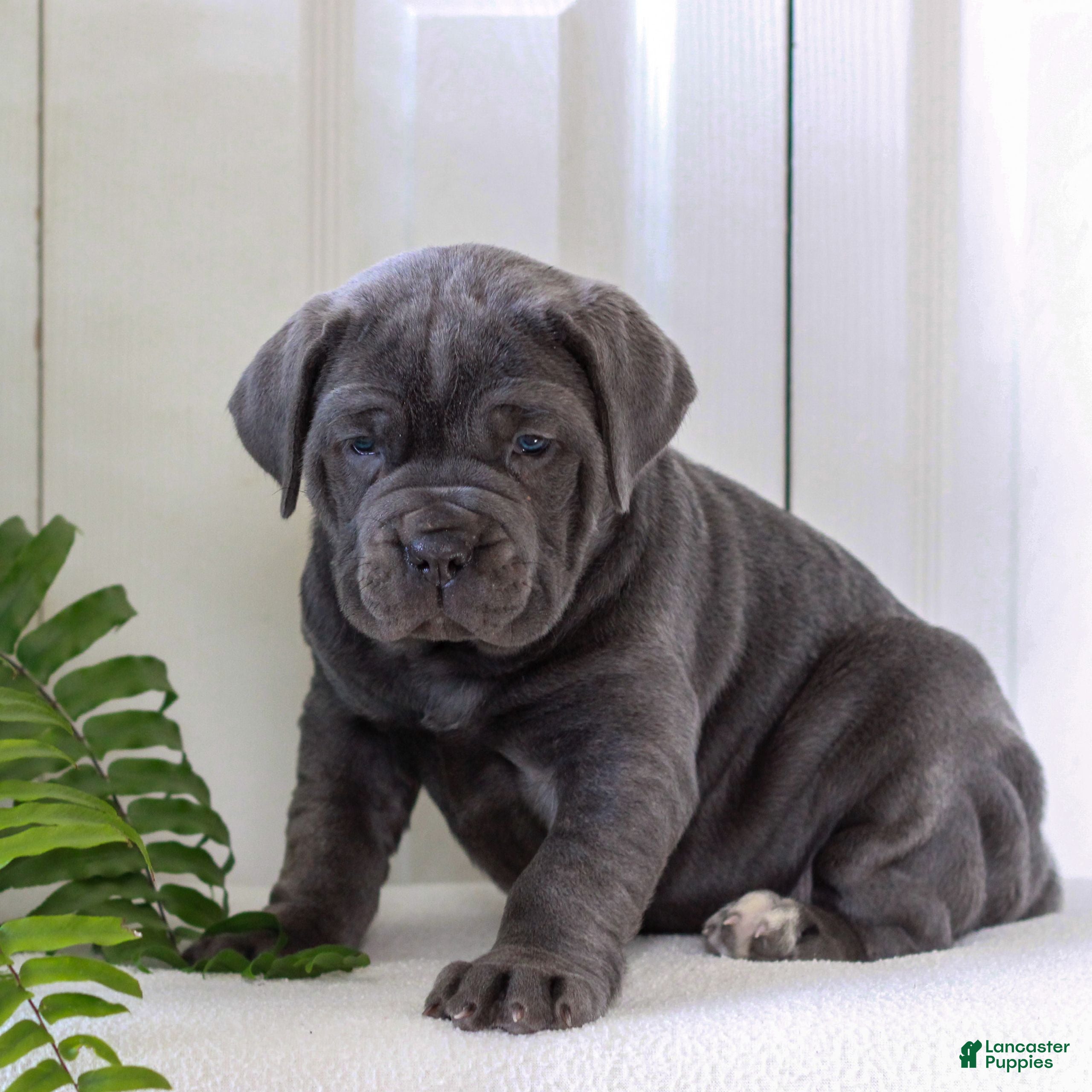 Cane Corso dogs Kasha - ICCF - Ad 41
