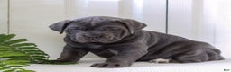 Cane Corso dogs for sale: Kasha - ICCF - Ad 1