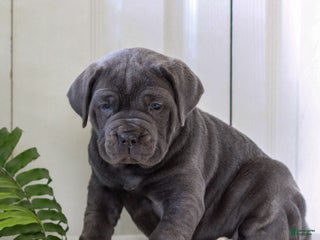 Cane Corso dogs Kasha - ICCF - Ad 3