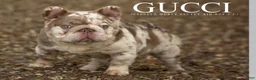 French Bulldog dogs for stud: GUCCI ( Isabella Merle fluffy big rope with c2  - Ad 3