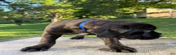 Cane Corso dogs for sale: Blue collar  - Ad 3