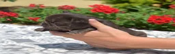French Bulldog dogs for sale: Brie - Ad 3