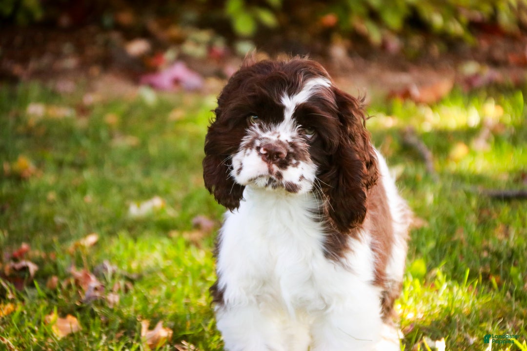 Cocker Spaniel dogs for sale: Pippin - Ad 8