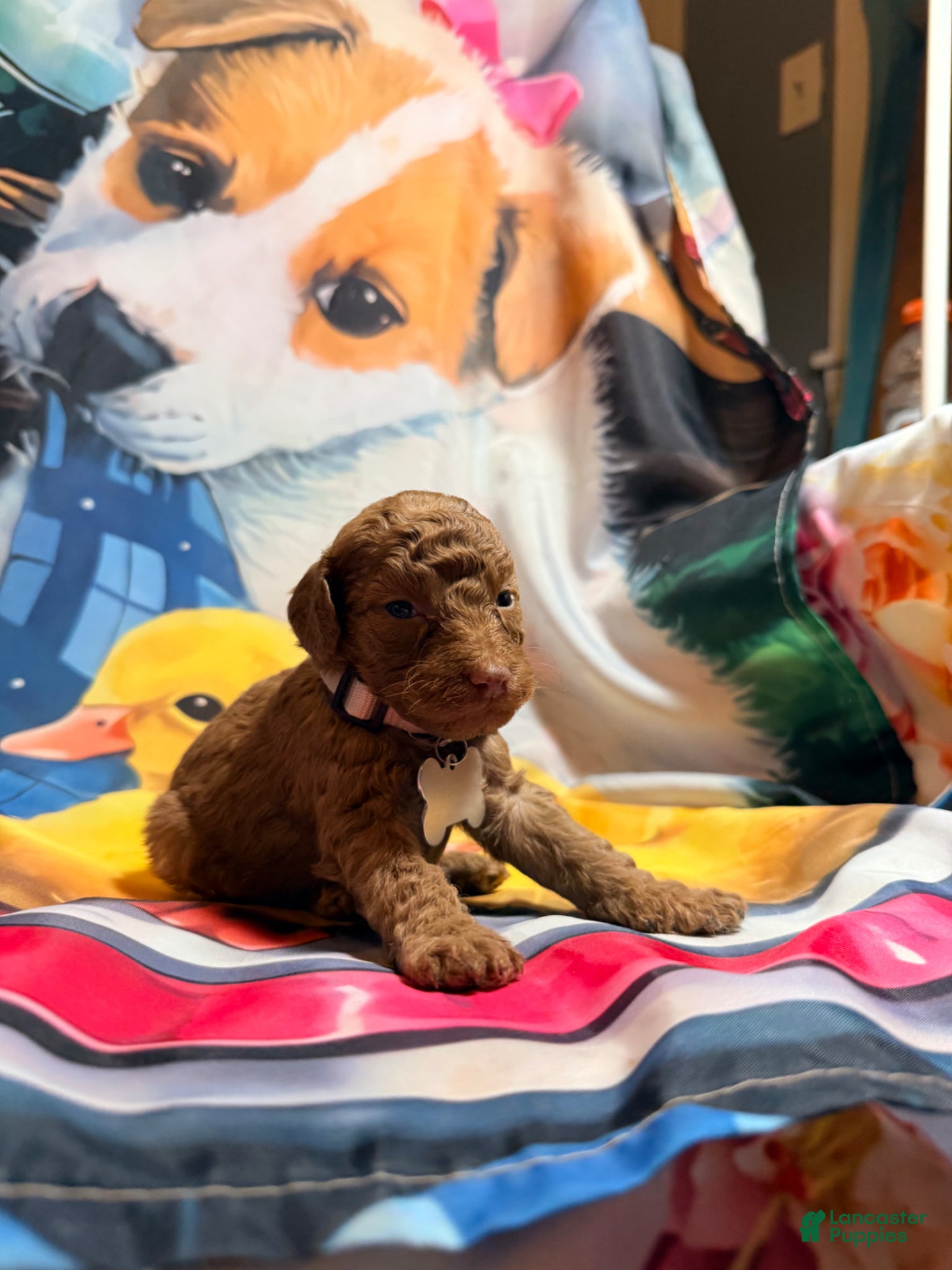 Miniature Poodle dogs Miniature Poodle Puppy 2 - Ad 5