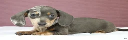 Miniature Dachshund dogs for sale: Indigo 💜 - Ad 3