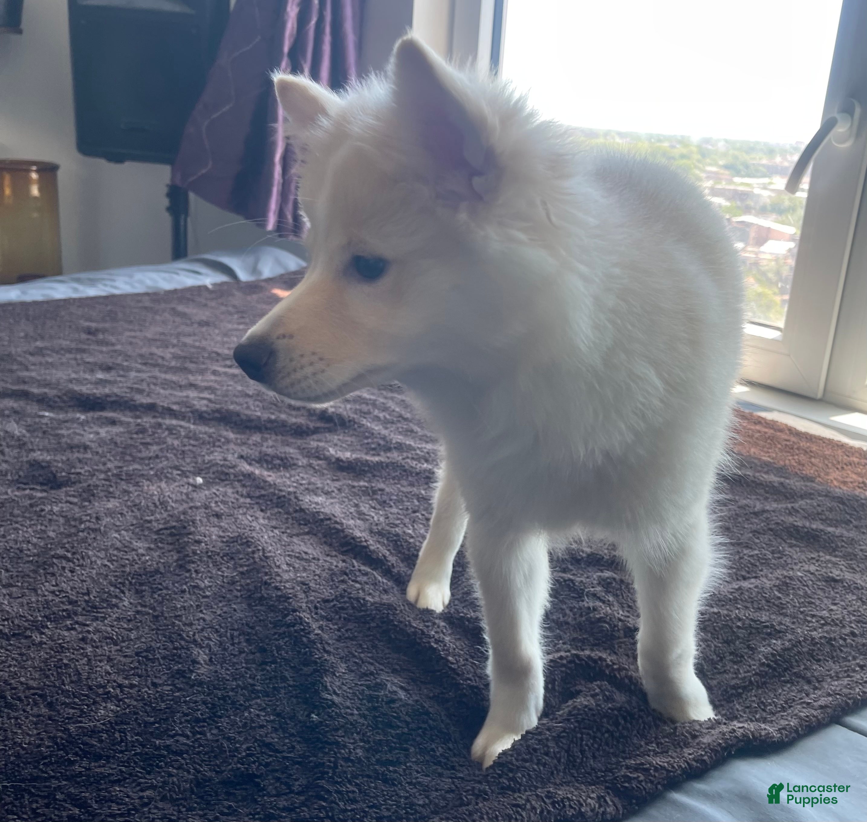 Alaskan Klee Kai dogs Lady Alona (Lady) - Ad 8