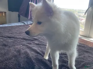 Alaskan Klee Kai dogs Lady Alona (Lady) - Ad 8
