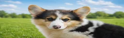 Welsh Corgi Pembroke dogs for sale: Caspian - Ad 2