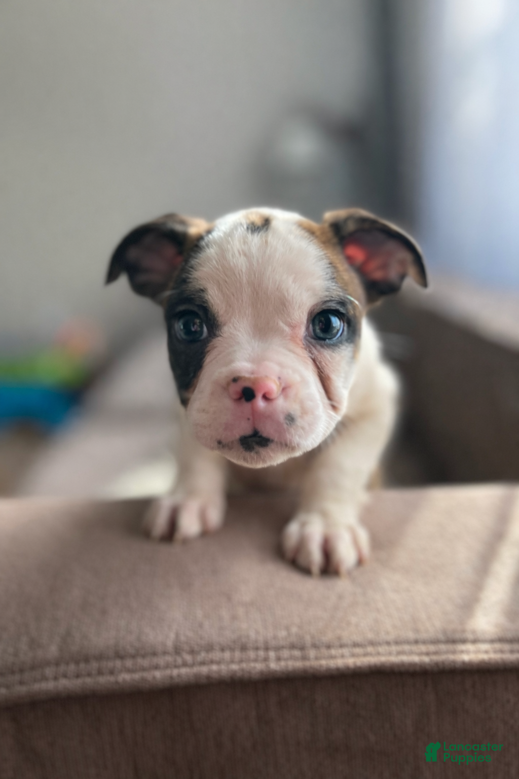 Mixed Breed dogs Tyler - Ad 2