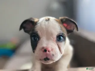 Mixed Breed dogs Tyler - Ad 34