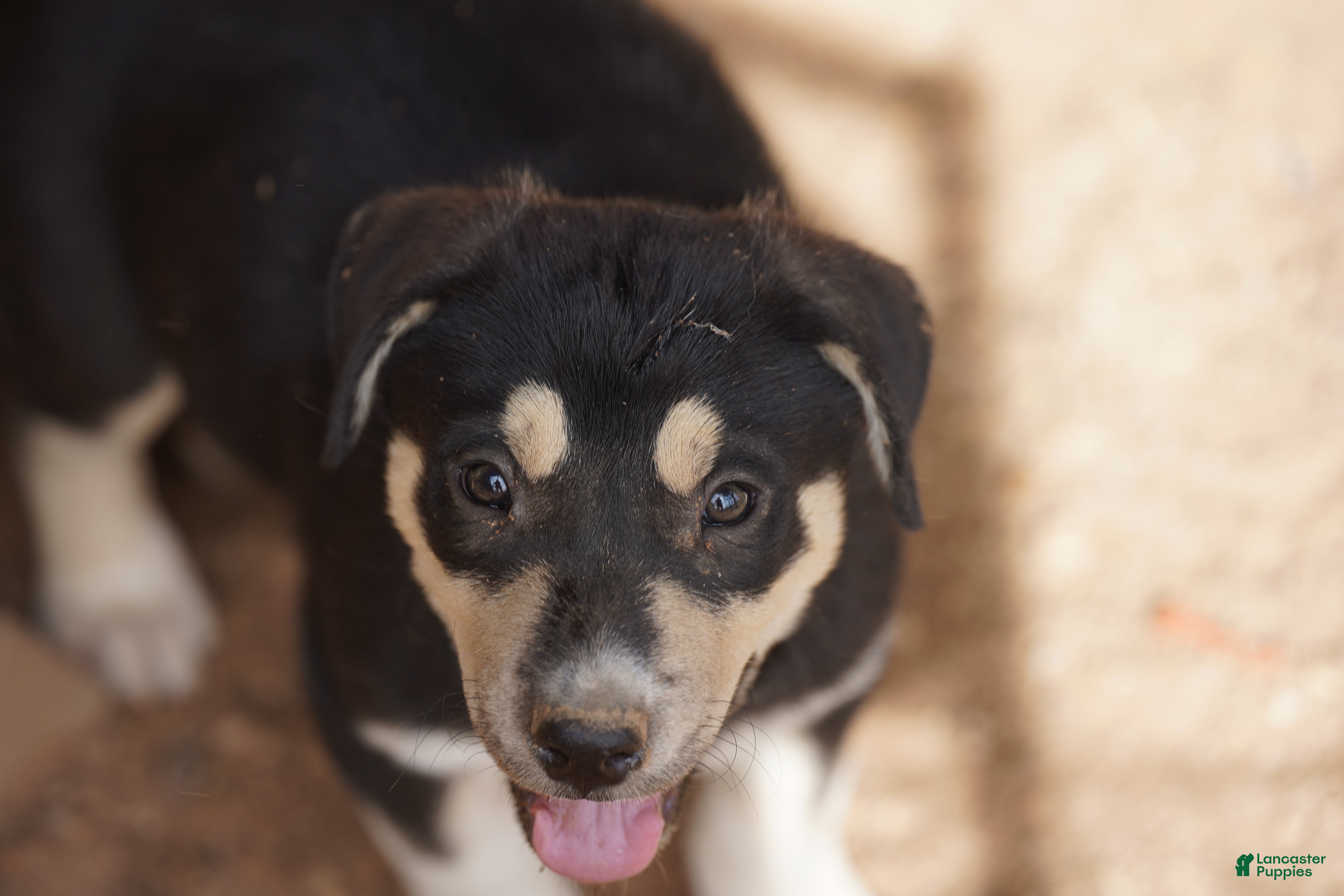 Mixed Breed dogs Bansky Tri M - Ad 27