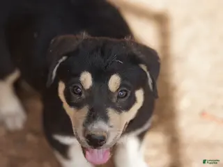 Mixed Breed dogs Bansky Tri M - Ad 27