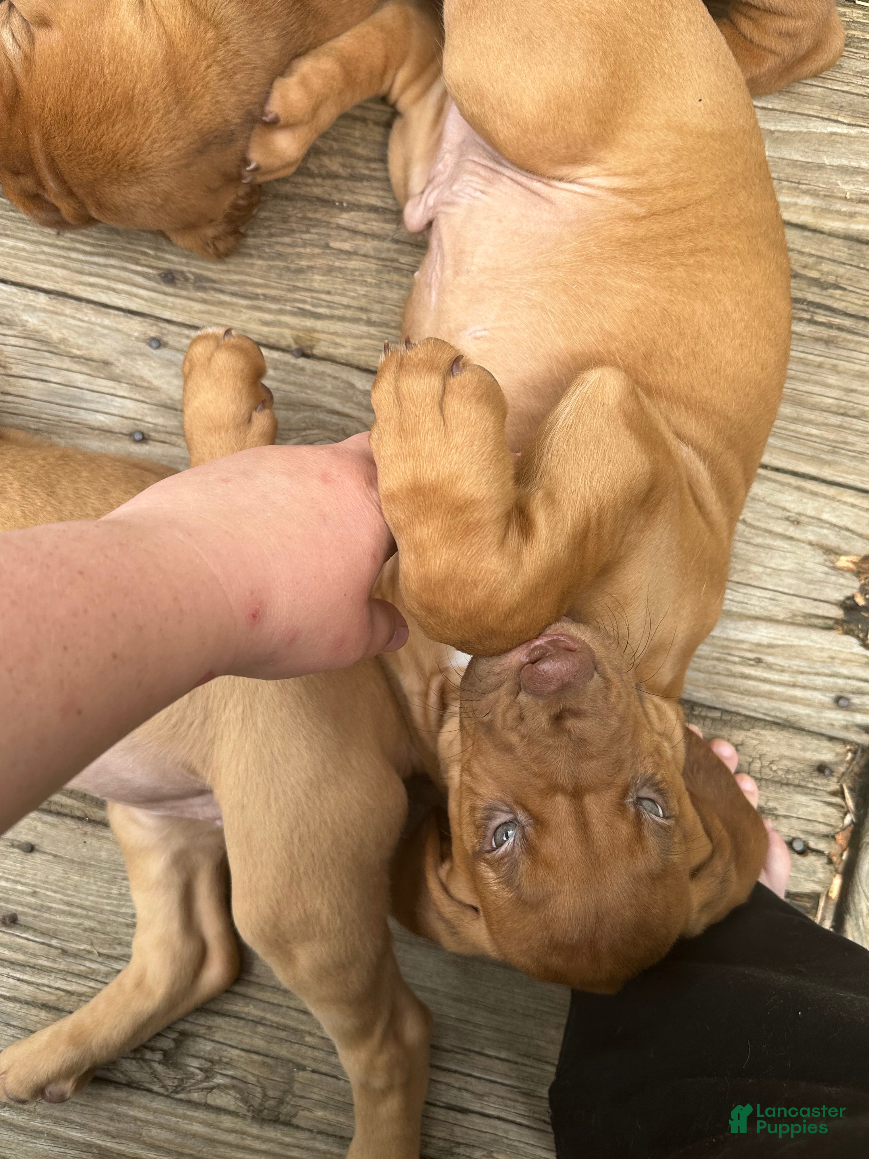 Bloodhound dogs Bloodhound Puppy 7 - Ad 1