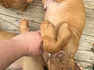 Bloodhound dogs Bloodhound Puppy 7 - Ad 1