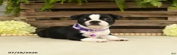 Boston Terrier dogs for sale: Tasha - Ad 3