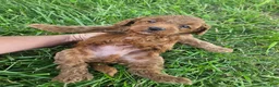 Cavapoo dogs for sale: Jet - Ad 5