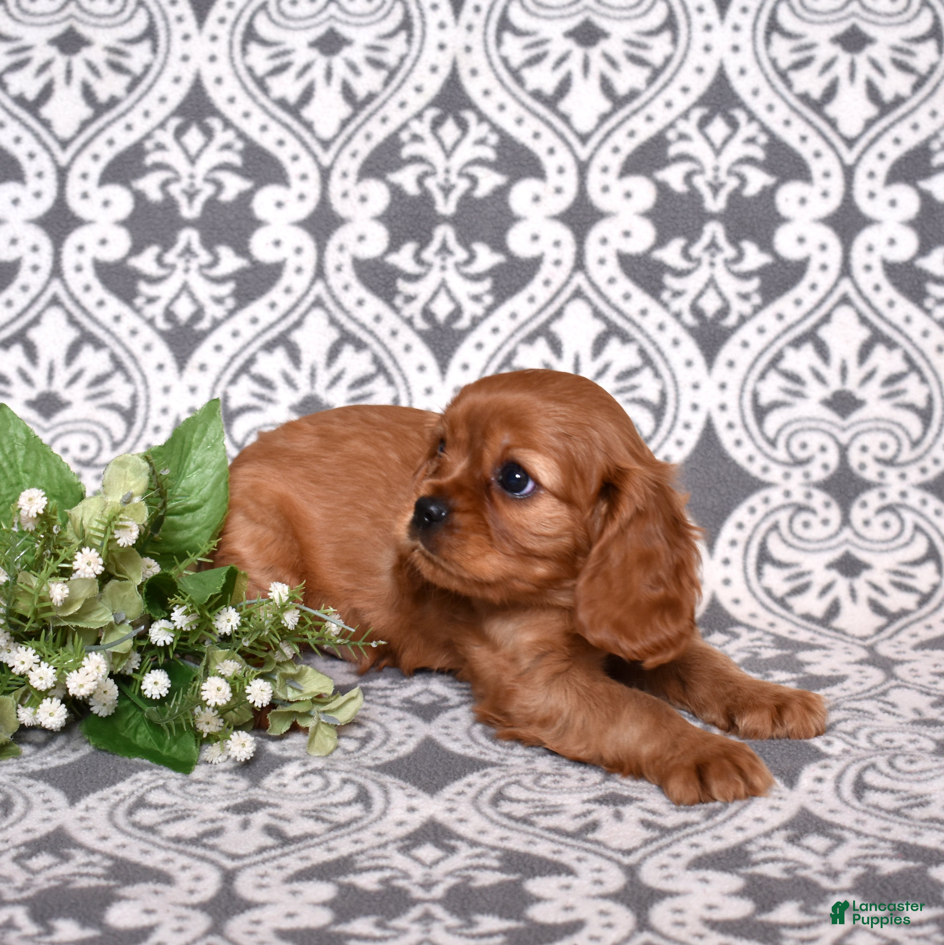 Cavalier King Charles Spaniel dogs Rusty - Ad 2
