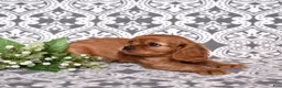 Cavalier King Charles Spaniel dogs for sale: Rusty - Ad 2