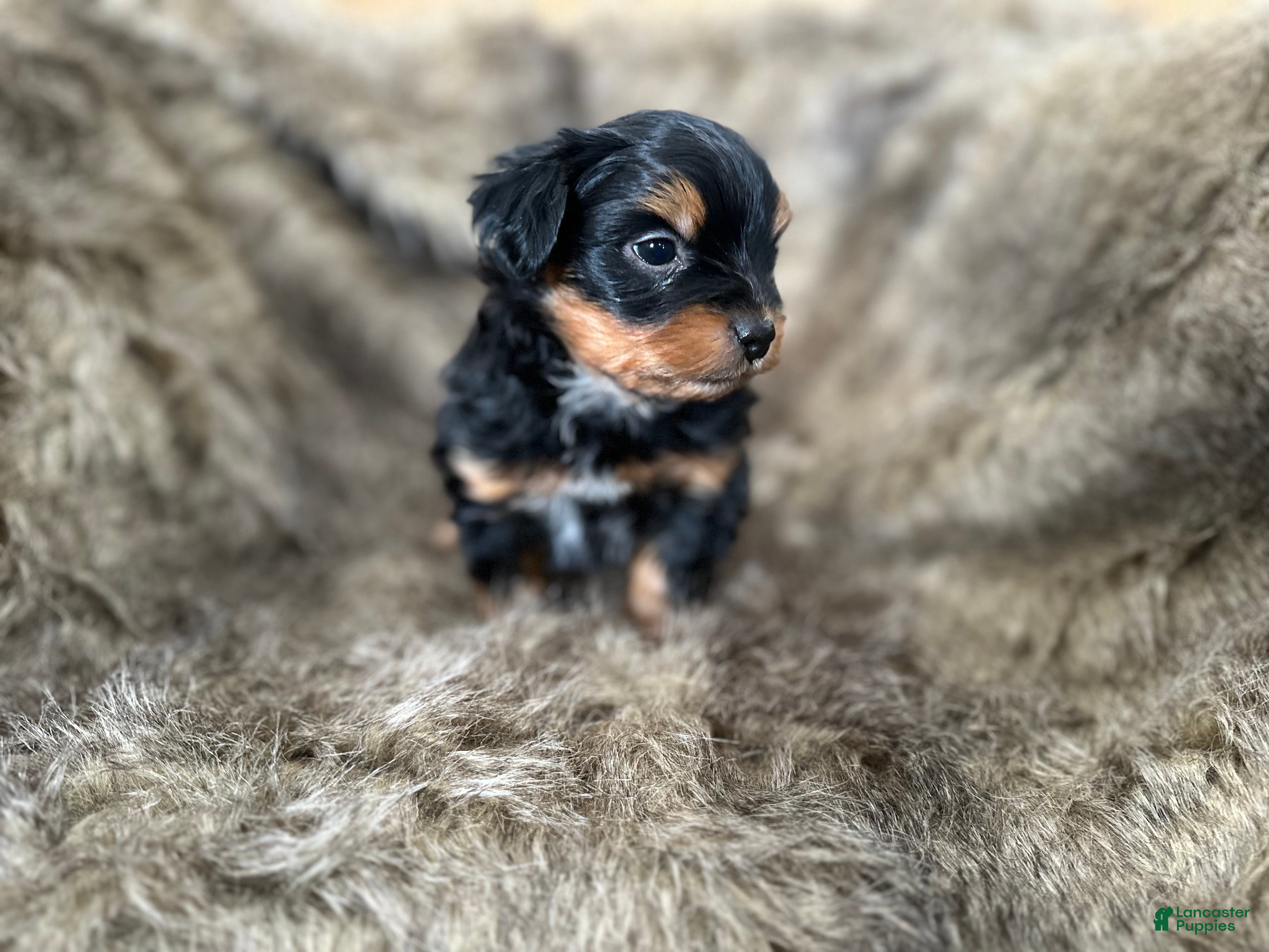 Shorkie dogs Luke - Ad 27