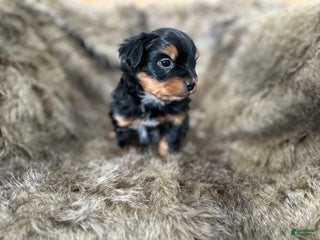 Shorkie dogs Luke - Ad 11