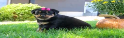 Rottweiler dogs for sale: Sophie - Ad 3