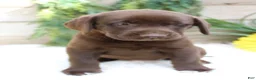 Labrador Retriever dogs for sale: Bella - Ad 4