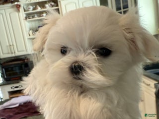 Maltese dogs Maltese Puppy 1 - Ad 34